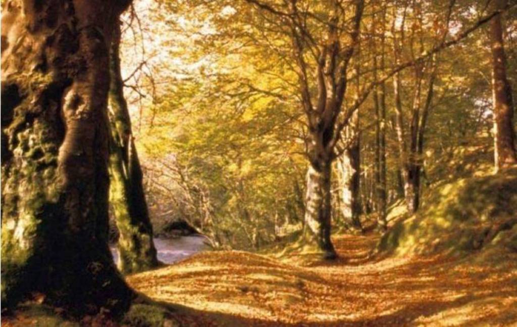 Les_arbres dans poésie